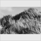 Image No : G18R2C2 : Grasses and fences at Silloth