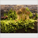 Image No : G18R2C5 : Fungi 2