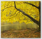 Image No : G25R1C5 : Autumn tree, Ennerdale Water
