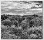 Image No : G30R3C2 : Dunes grasses at Bamburgh Castle 