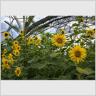 Image No : G5R2C2 : Sunflowers at Eden Project, Cornwall