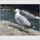 Image No : G5R3C5 : Gull on the cliffs at Tintagel, Cornwall