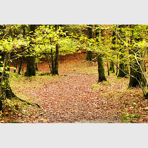 Woods near Grasmere, Lake District